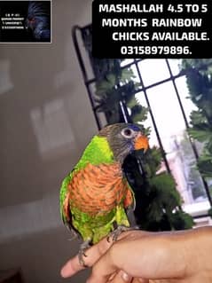 LORIKEET CHICKS , BREEDER PAIR OF RAW AND SUN CONURE AVAILABLE .