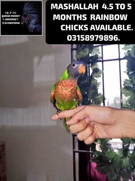 LORIKEET CHICKS , BREEDER PAIR OF RAW AND SUN CONURE AVAILABLE . 6