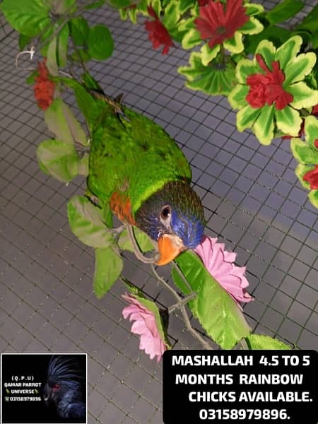 LORIKEET CHICKS , BREEDER PAIR OF RAW AND SUN CONURE AVAILABLE . 7