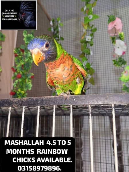 LORIKEET CHICKS , BREEDER PAIR OF RAW AND SUN CONURE AVAILABLE . 9