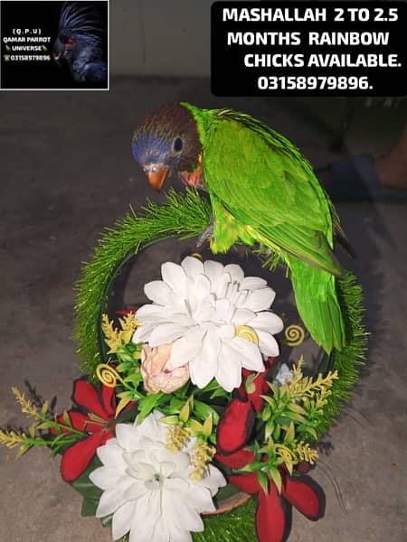 LORIKEET CHICKS , BREEDER PAIR OF RAW AND SUN CONURE AVAILABLE . 11