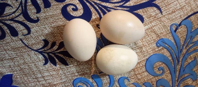peacock eggs moor ka andy 1