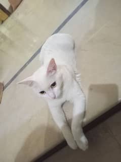 white cat for sale