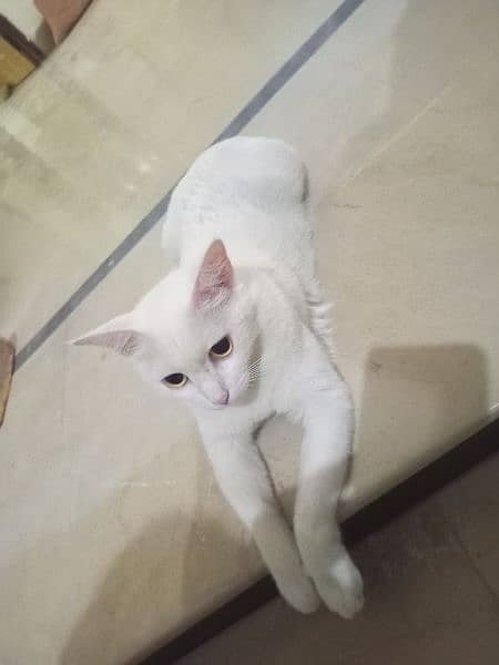 white cat for sale 0