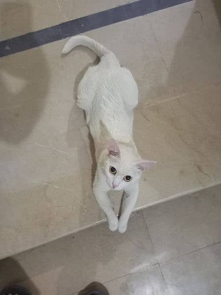 white cat for sale 1