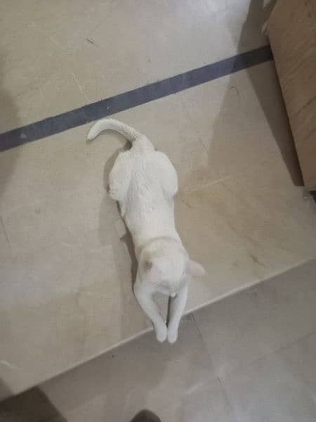 white cat for sale 2
