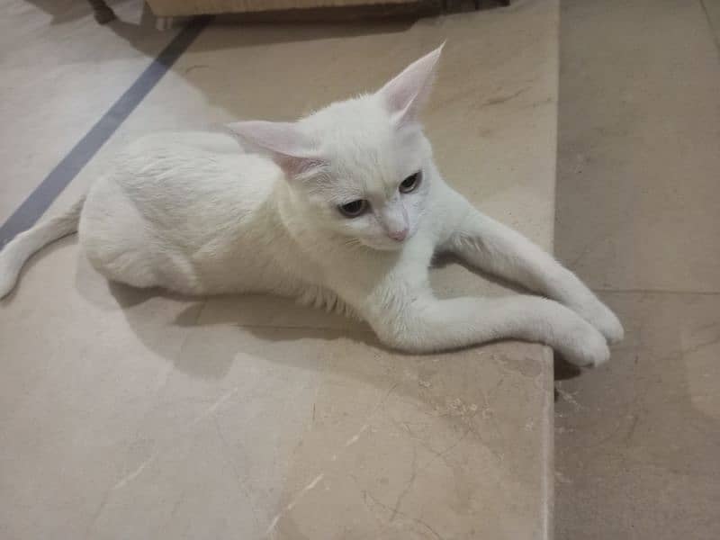 white cat for sale 3