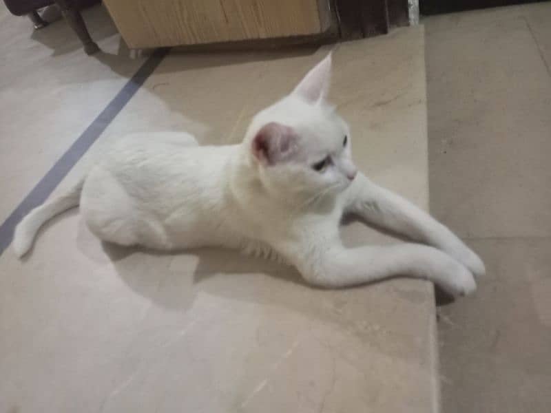 white cat for sale 4