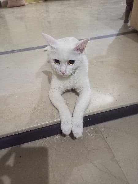 white cat for sale 5