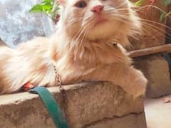 Persian male cat 0