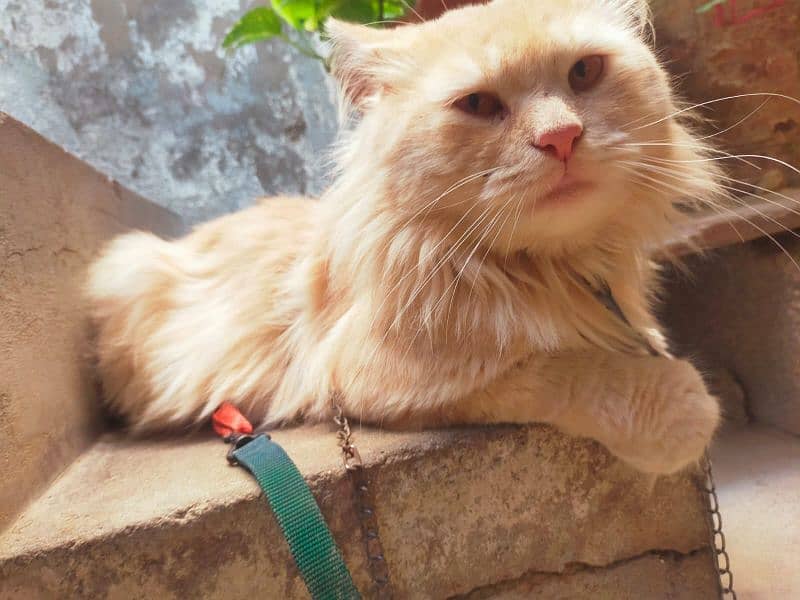 Persian male cat 3