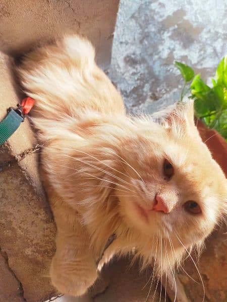 Persian male cat 6
