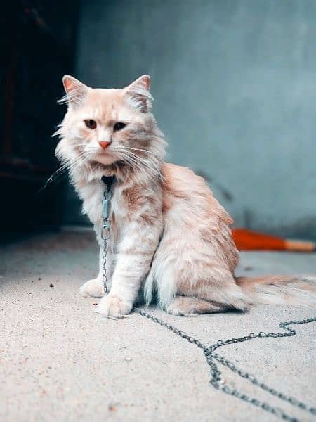 Persian male cat 9