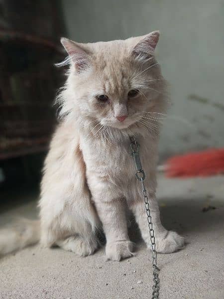 Persian male cat 10