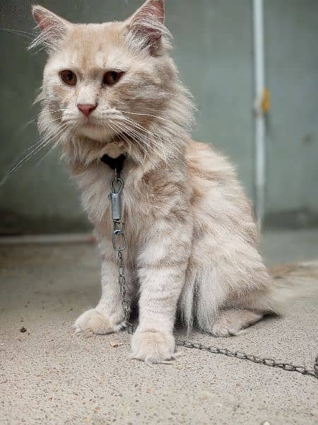 Persian male cat 11