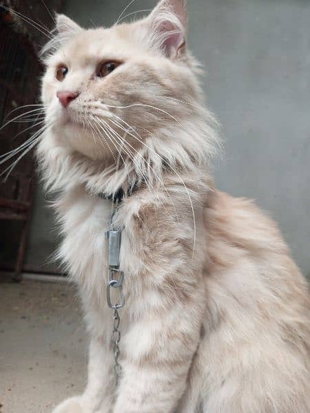 Persian male cat 12