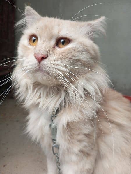 Persian male cat 13
