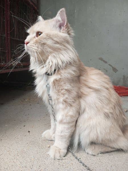 Persian male cat 14