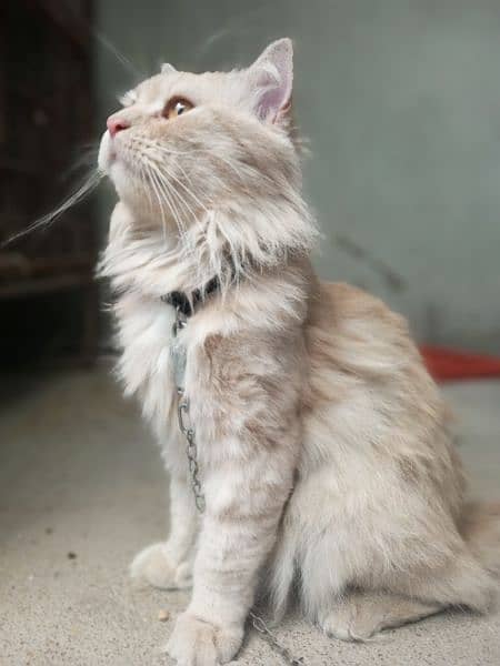 Persian male cat 15