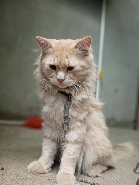 Persian male cat 16