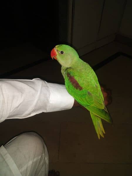 raw green color parrot hand Tam parrot full cover ha 0306 0166668 5