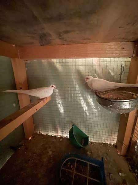 red pied dove and diamond pied dove pathay 5