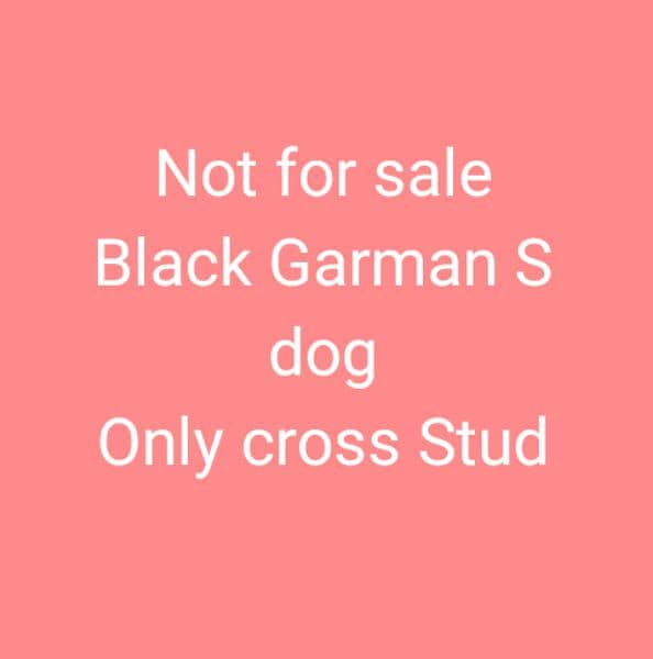 Black Garman Dog 2