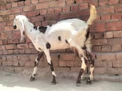 female goat with 1 male baby