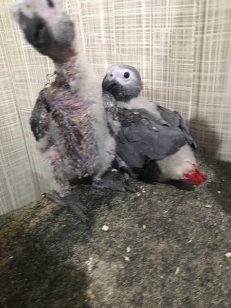 Africian Grey Parrot 3
