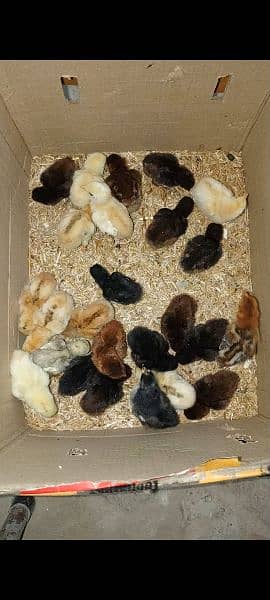aseel chicks for sale 1