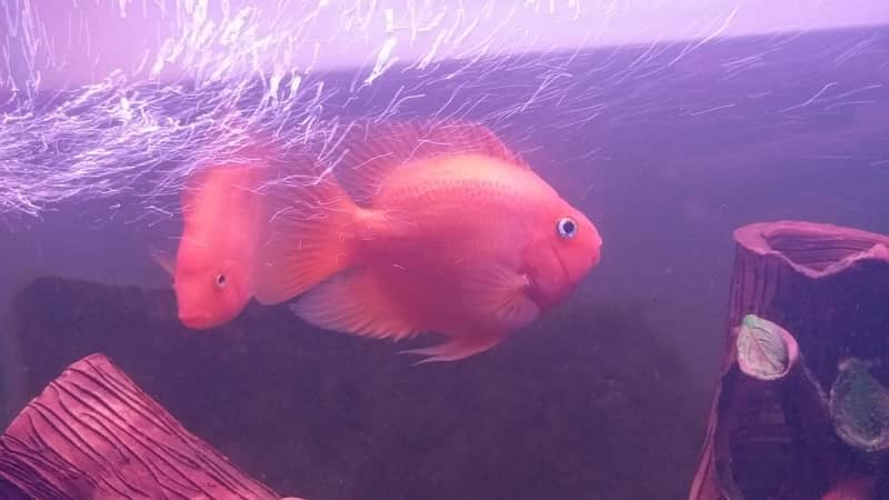 healthy pair of  breeder parrot fish 0