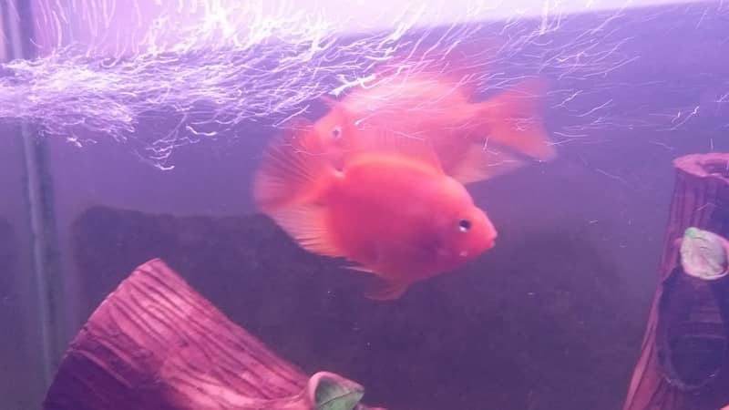 healthy pair of  breeder parrot fish 1