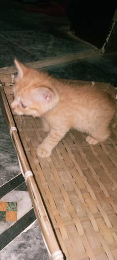 Persian punch face kitten for sell 2 kittens available