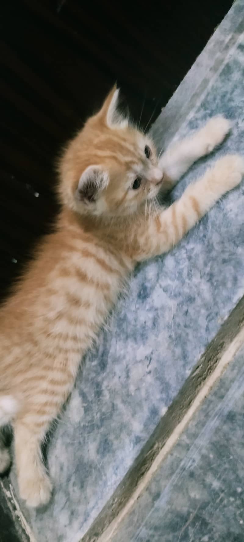 Persian punch face kitten for sell 2 kittens available 7