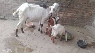 Goat and 2 baby's
