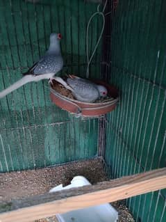 common dove, white tail dove breeder pair