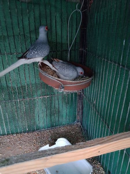 common dove, white tail dove breeder pair 0