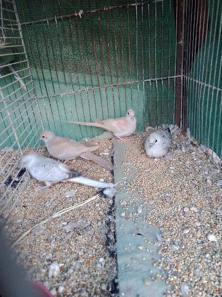 common dove, white tail dove breeder pair 1