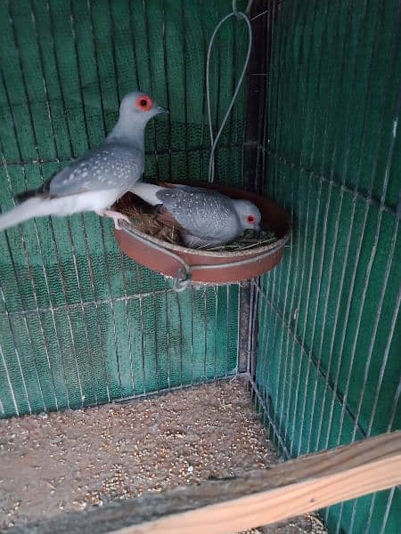 common dove, white tail dove breeder pair 2