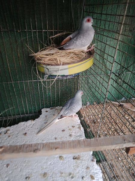 common dove, white tail dove breeder pair 3