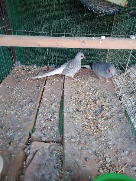 common dove, white tail dove breeder pair 4