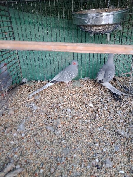 common dove, white tail dove breeder pair 5
