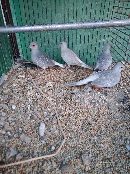 common dove, white tail dove breeder pair 6