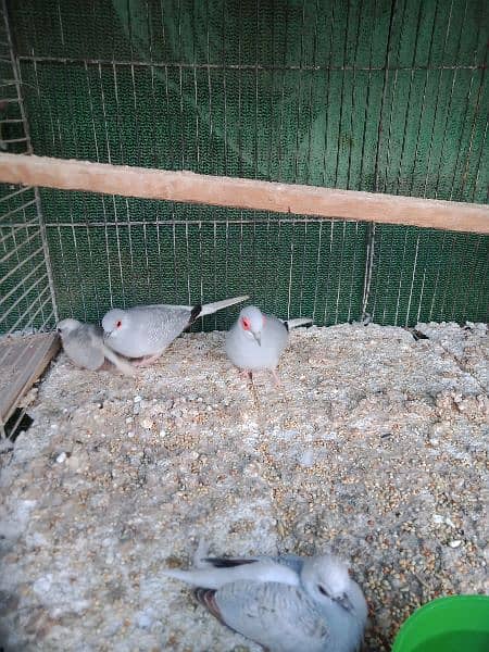 common dove, white tail dove breeder pair 7
