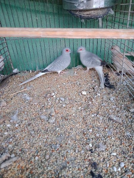 common dove, white tail dove breeder pair 8
