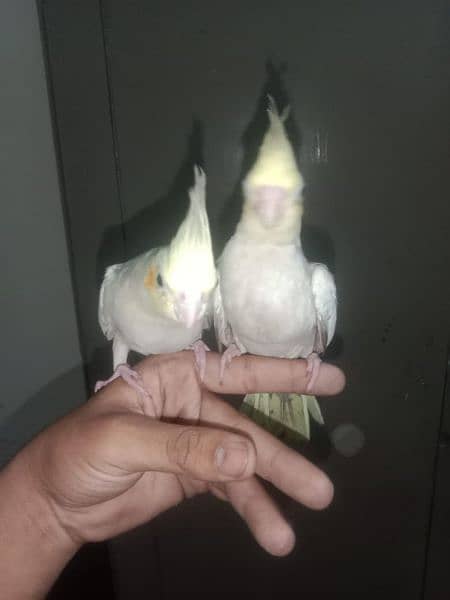 semi tame cockatiels and cover chiks 1