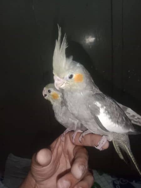 semi tame cockatiels and cover chiks 2