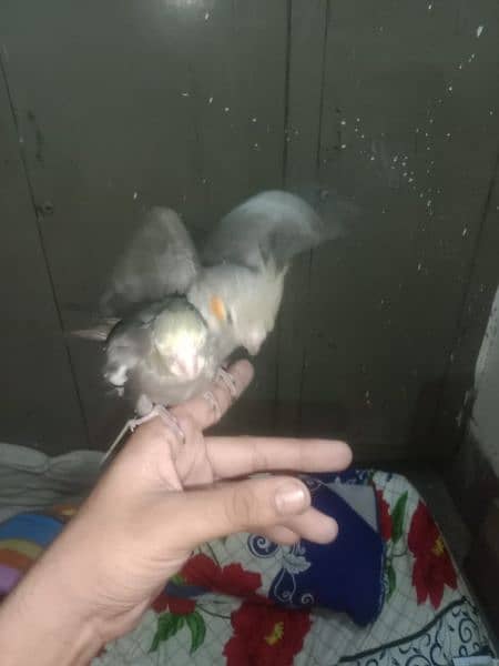 semi tame cockatiels and cover chiks 3