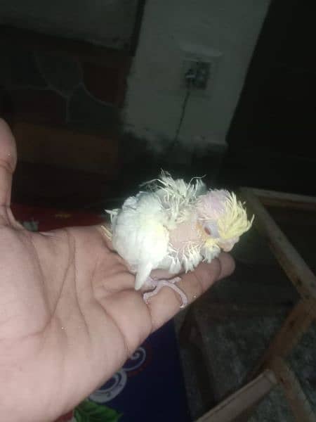 semi tame cockatiels and cover chiks 5