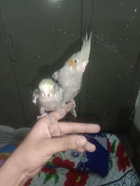 semi tame cockatiels and cover chiks 9